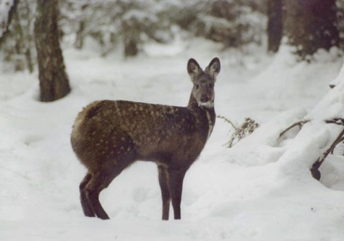 Kenchula kharak Musk deer Sancturay